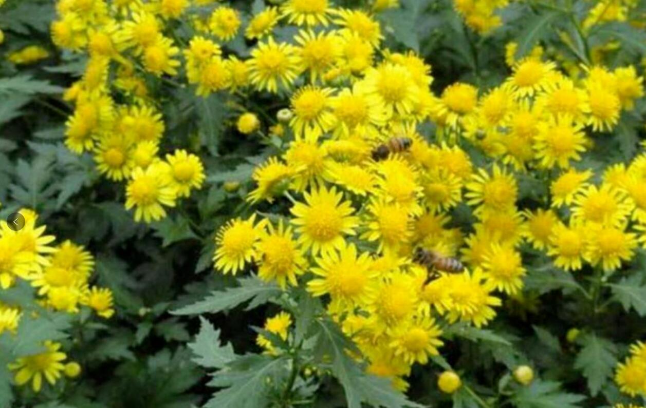 揭秘农村暴利种植项目：菊花脑，一年挣30-50万，种一次能收3年，亩产5000公斤，卖50元公斤，好种又高产，关键是赚钱