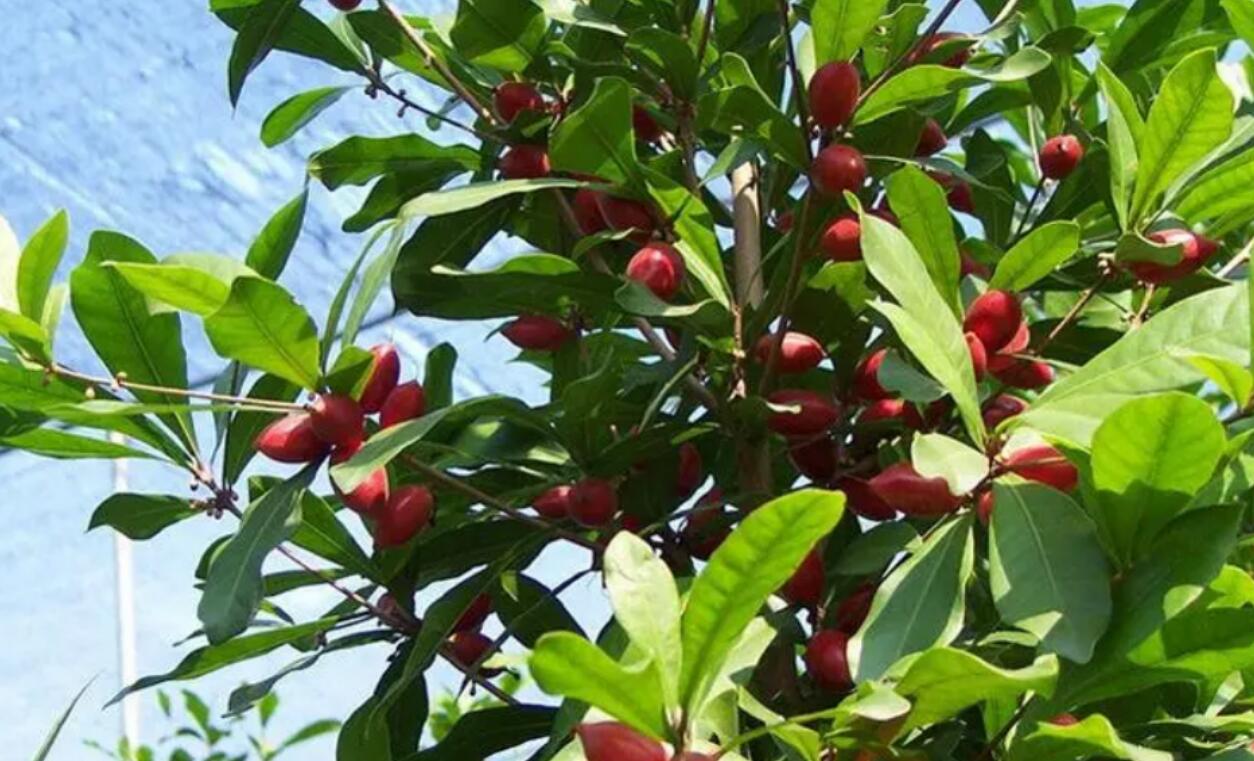 揭秘农村隐藏的暴利种植项目：神秘果，1年收获3次，一粒就能卖6元，5亩地赚50w，利润很大！  阿志说钱