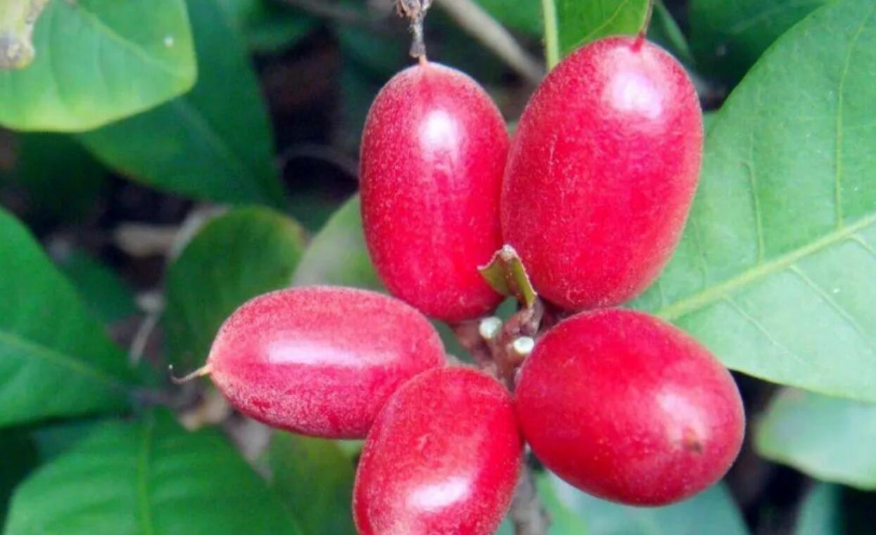 揭秘农村隐藏的暴利种植项目：神秘果，1年收获3次，一粒就能卖6元，5亩地赚50w，利润很大！  阿志说钱