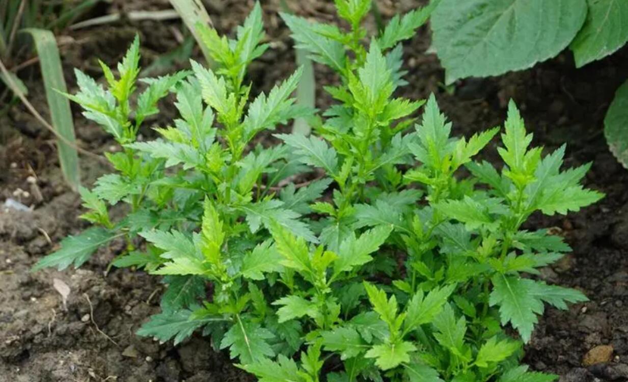 揭秘农村暴利种植项目：菊花脑，一年挣30-50万，种一次能收3年，亩产5000公斤，卖50元公斤，好种又高产，关键是赚钱