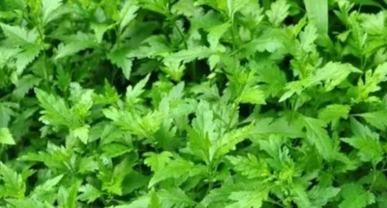 揭秘农村暴利种植项目：菊花脑，一年挣30-50万，种一次能收3年，亩产5000公斤，卖50元公斤，好种又高产，关键是赚钱